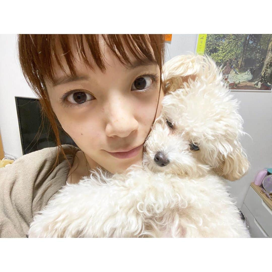 三谷紬さんのインスタグラム写真 - (三谷紬Instagram)「* 子犬だった足袋（飼い犬）も あっという間に大きくなりました〜💓 最近はお気に入りのおもちゃを 抱っこして寝ています🤭 きっと自分のことを人だと思っている…笑 こんな姿に日々癒されております。🥰 梅雨が明けて急に暑くなりましたね。 熱中症要注意です⚠️ こまめにお水飲んでくださいね🙇‍♀️ * #犬#dog#いぬすたぐらむ#🐶#足袋#ティーカッププードル#poodle#おもちゃ#抱っこ#子犬#puppy#スキンケア#はじめました#そばかす#気になる#テレビ朝日#アナウンサー#三谷紬」8月6日 19時28分 - mitani_tsumugi