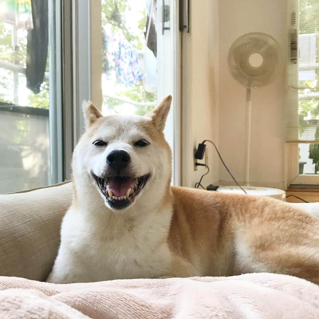 柴犬リリコさんのインスタグラム写真 - (柴犬リリコInstagram)「今日は暑くて暑くて笑っちゃうワン🐶💦☀️🎐」8月6日 19時31分 - ke_rock_