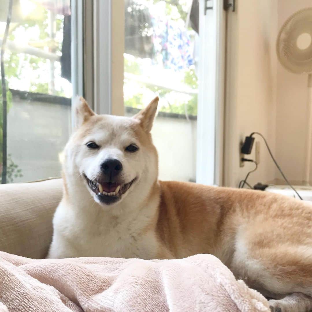 のインスタグラム：「今日は暑くて暑くて笑っちゃうワン🐶💦☀️🎐」
