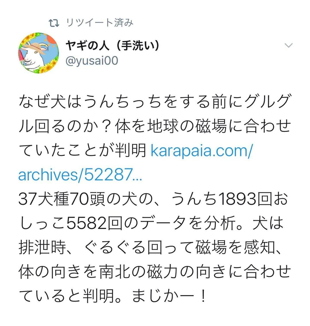 大山加奈さんのインスタグラム写真 - (大山加奈Instagram)「. . Twitterに 【なぜ犬はうんちっちをする前に　 グルグル回るのか？ 体を地球の磁場に合わせていたことが判明  犬は排泄時、ぐるぐる回って磁場を感知、 体の向きを南北の磁力の向きに 合わせていると判明。】と 流れてきたので今日の夕散歩時 検証してみました。。。 . . そしたらなんと‼︎ 体の向きが南北だったのです😳‼︎ .  たまたまかもしれないし… と思って以前撮った ベランダで💩するだいずくんの 動画をみてみたら… . . 南北でした😳‼︎‼︎‼︎ . . まだたまたまかもしれないので… 明日以降も検証してみたいと 思います🤓 . . #だいず #だいず🐕💓 #豆柴 #豆柴部  #柴犬 #しばいぬ  #犬のいる暮らし#🐶 #🐕#いぬすたぐらむ #ワンスタグラム #しばすたぐらむ #mameshiba#shibainu#shibastagram #柴犬好きさんと繋がりたい #柴犬のいる暮らし #柴犬ライフ」8月6日 19時55分 - kanaoyama0619