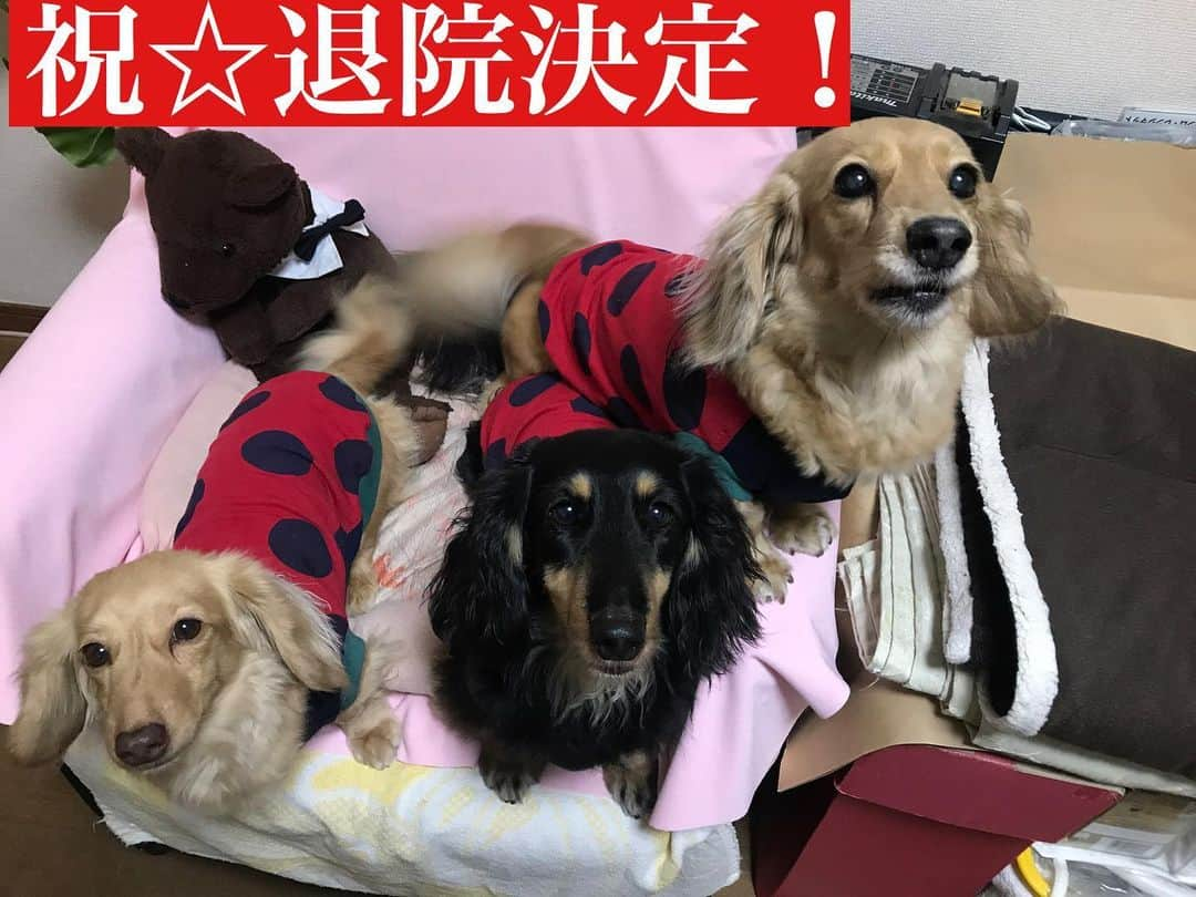 メルロコ一家の楽屋裏さんのインスタグラム写真 - (メルロコ一家の楽屋裏Instagram)「明日迎えに行くよ！ #詳しくはブログで #メルロコ一家の横須賀ストーリー #メル婆#入院中」8月6日 20時01分 - merulocomocodon