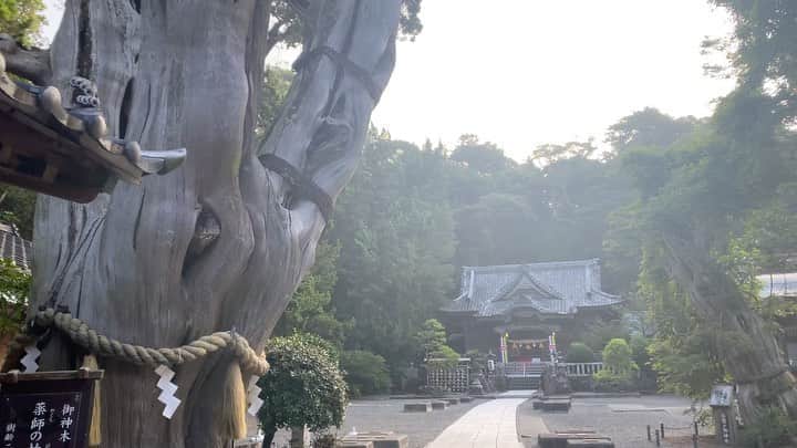 東京DANDYのインスタグラム：「A 6am visit to Shirahama Jinja, where five gods are enshrined and a 2000-year-old tree dominates the ancient precinct. Footsteps away from the beautiful beach. This has become an annual pilgrimage of sorts, the soundtrack of which is the eternal summer racket of cicadas.」