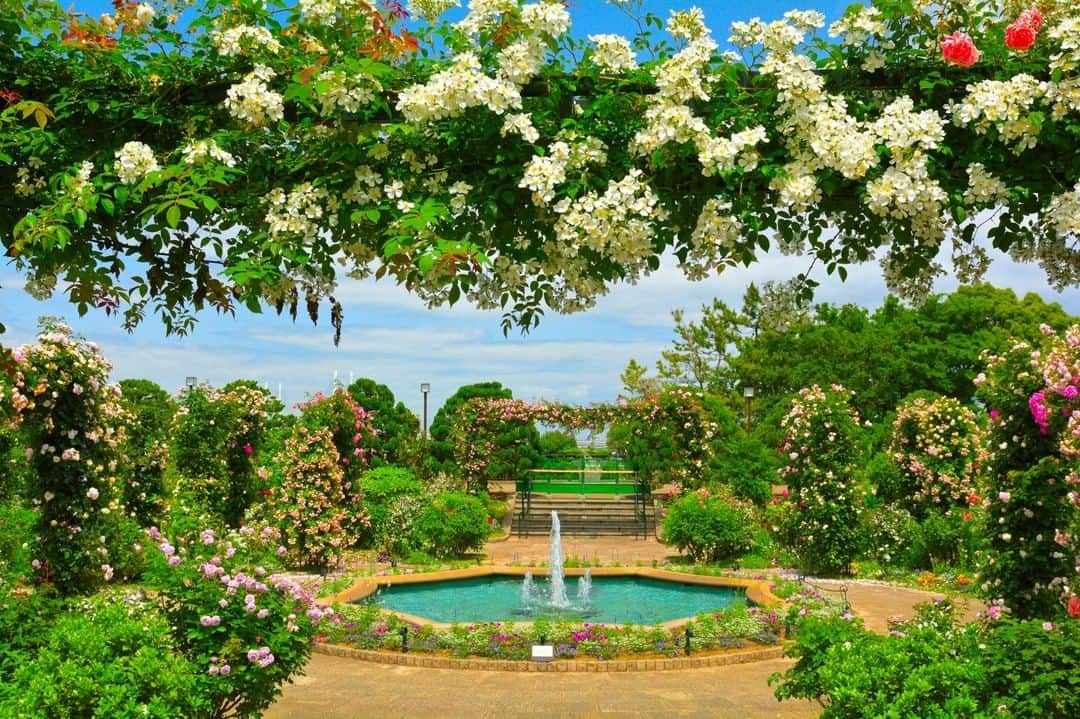 THE GATEのインスタグラム：「【 Harbor View Park// #Yokohama 】 Harbor View Park locates in the city of Yokohama.  l With an area of 60,000 square meters, the spacious park is famous for its stunning view of Yokohama and for its roses.  l From the park’s observatory, famous Yokohama sights such as the Yokohama Bay Bridge and the Minatomirai Area can be seen.  l The rose garden at Harbor View Park revamped and reopened in 2016 as the “English Rose Garden”.  l The garden is home to about 100 kinds of 1,300 roses. The roses are in full bloom in spring and autumn.   . ————————————————————————————— ◉Adress 114 Yamate-cho, Naka-ku, Yokohama-shi, Kanagawa ————————————————————————————— THE GATE is a website for all journeys in Japan.  Check more information about Japan. →@thegate.japan . #japanlovers #Japan_photogroup #viewing #Visitjapanphilipines #Visitjapantw #Visitjapanus #Visitjapanfr #Sightseeingjapan #Triptojapan  #粉我 #Instatravelers #Instatravelphotography #Instatravellife #Instagramjapanphoto #flowerphotos  #꽃밭 #TamanBunga #jardindeflores  #explore_floral #Japanesegardens #mawar #玫瑰花 #rosasrosas #장미꽃 #장미축제 #kyufurukawagardens #kyufurukawagarden #kyufurukawa #harborviewpark」