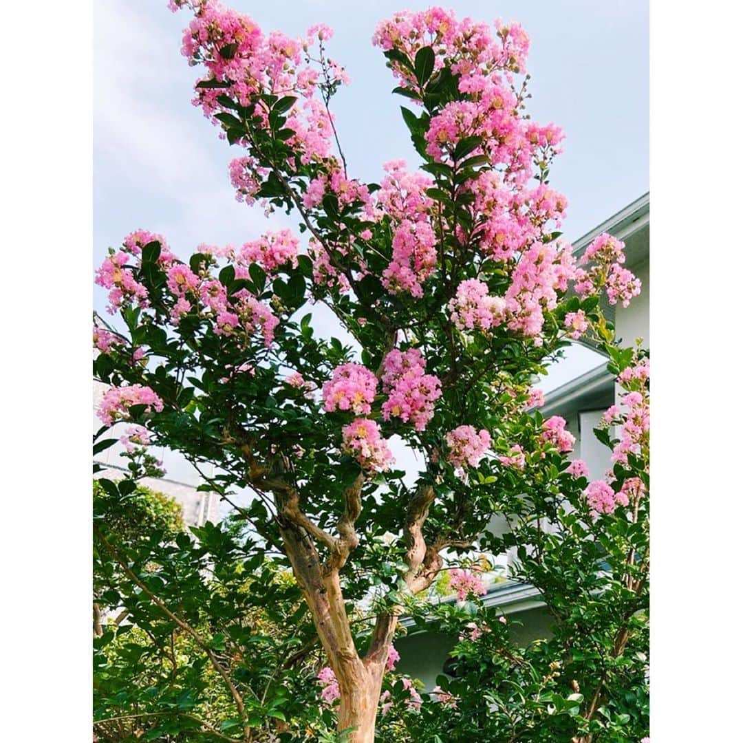 結城モエさんのインスタグラム写真 - (結城モエInstagram)「母から送られてきた、実家のお庭に咲く百日紅。 今年はより、力強く綺麗に咲いているようで🌸 美しいです。  今日はいよいよギルティの最終回です。 皆さまご覧ください。　@guilty_drama   #福岡 #百日紅」8月6日 12時24分 - moe_yuki_