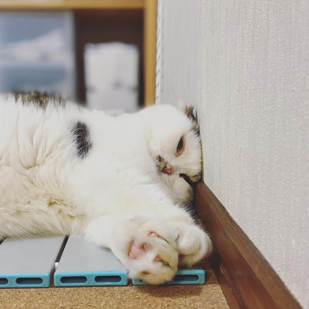 8n21のインスタグラム：「放心  #cats #ねこ部」
