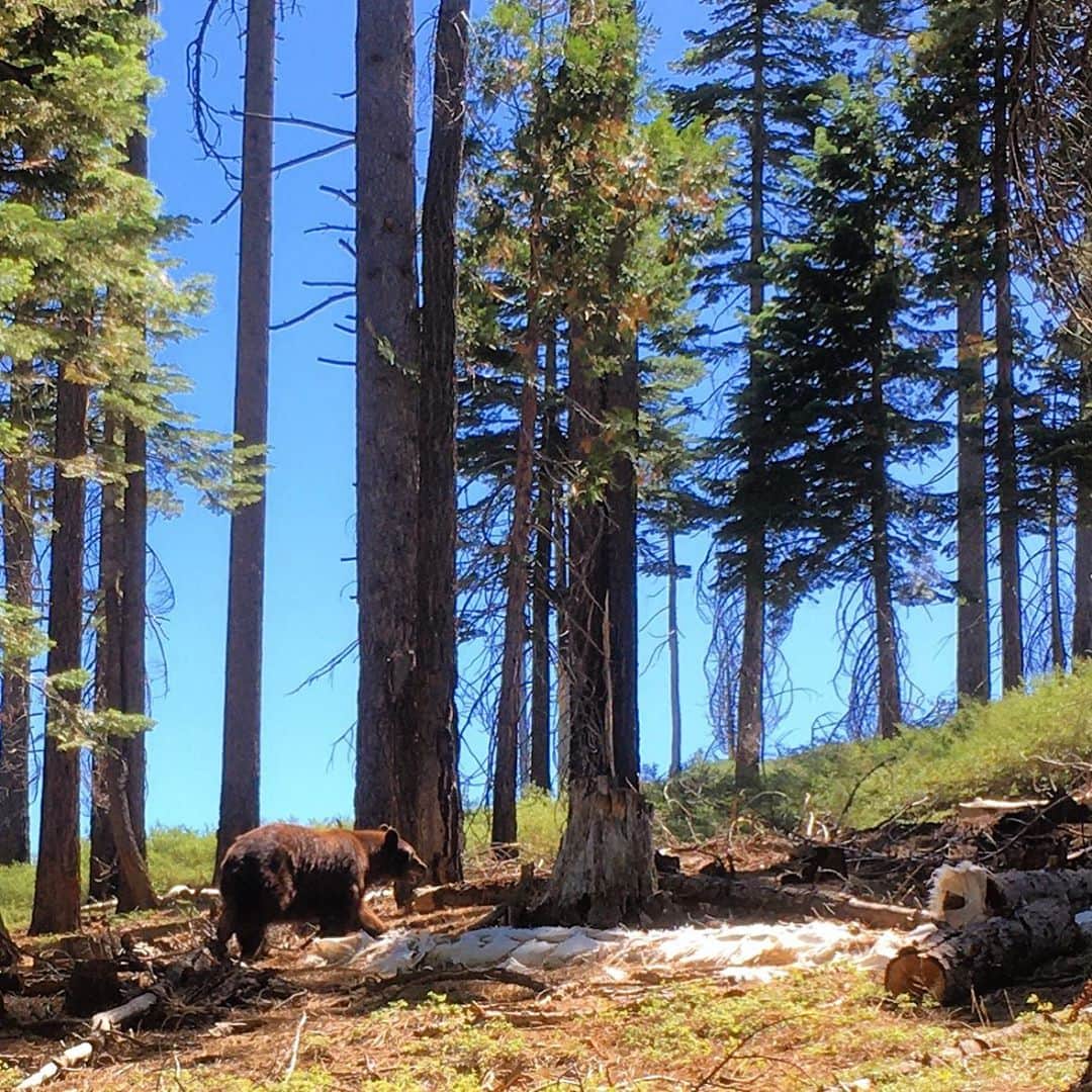 アレックス・オノルドのインスタグラム：「I stumbled upon this giant black bear while mountain biking in Tahoe today. All the bears around South Lake get so huge eating trash.」