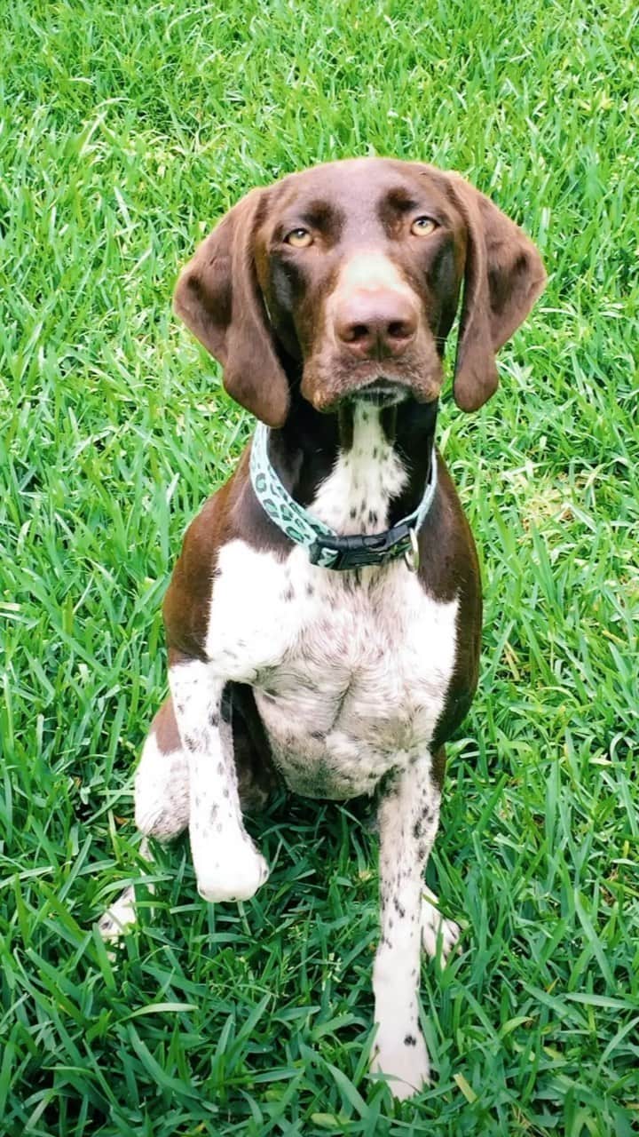 ジョジョ・フレッチャーのインスタグラム：「Can’t believe our sweet boy is 6 years old today! 😭 Happy Birthday my love muffin!  Thank you for six years of unconditional love, joy and so many laughs. 💕🎉  Song- Follow The Sun • Xavier Rudd」