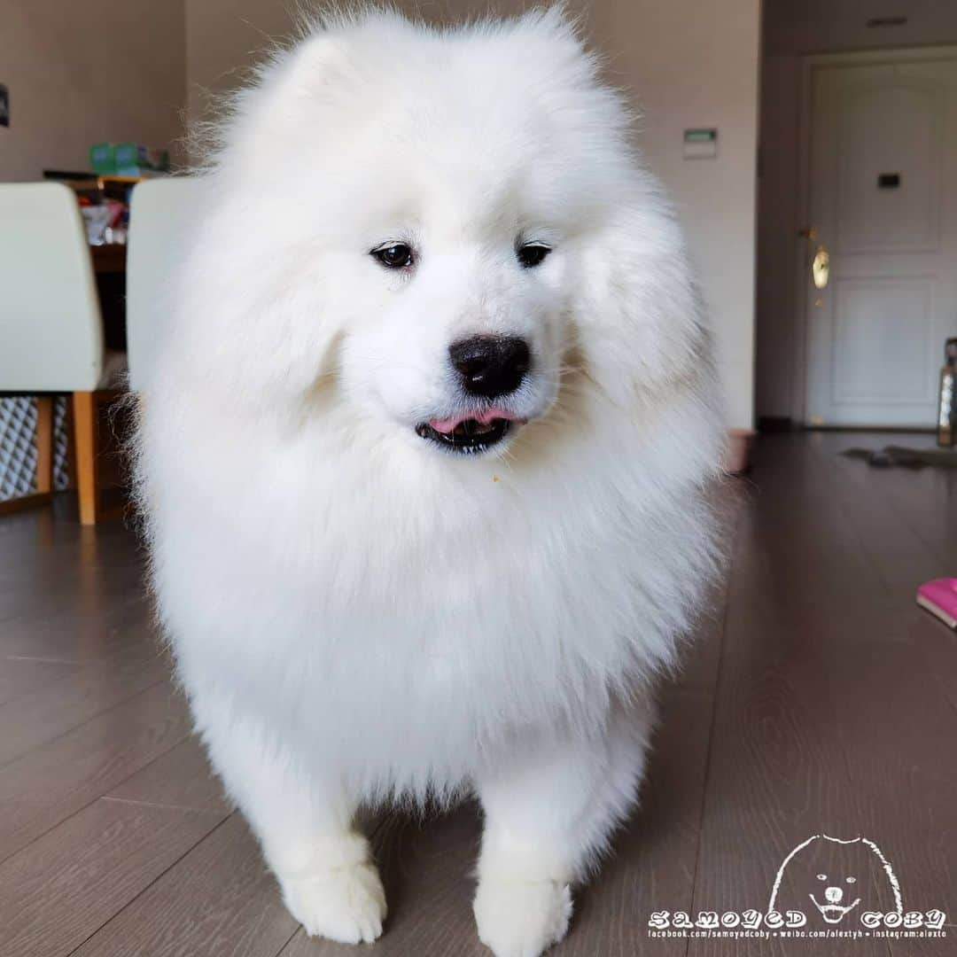 Alex Toさんのインスタグラム写真 - (Alex ToInstagram)「😐😛😀 #cute #dog #doglover #dogsofinstagram #dogoftheday #dogofthedayjp #dogstagram #fluffy #hkig #hongkong #ilovemydog #instadog #instagood #instamood #instagraphy #instapic #samoyedoninstagram #pet #petlovers #petsofinstagram #petstagram #photooftheday #puppy #pupsofinstagram #samoyed #samoyedsofinstagram #webstagram #犬 #サモエド」8月6日 13時12分 - alexto