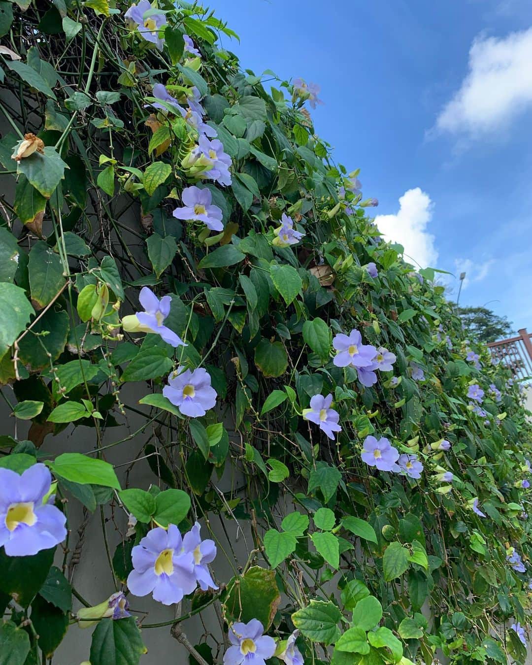 ソニアのインスタグラム：「Beautiful things captured 📸 on my recent walks around the area 🌿🌷🌵🌻」
