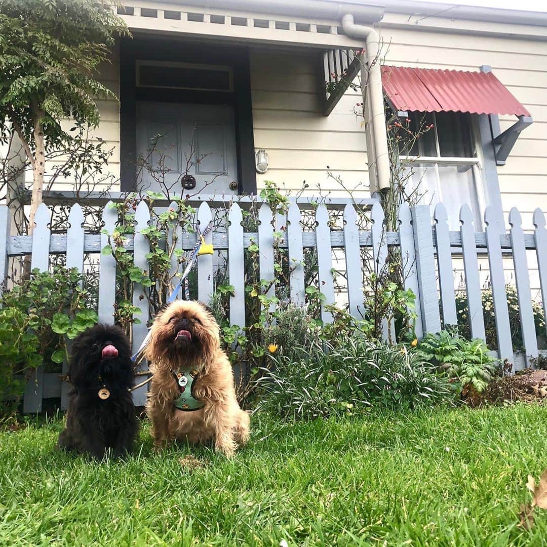 Digby & Aloのインスタグラム：「...so we bought something.」
