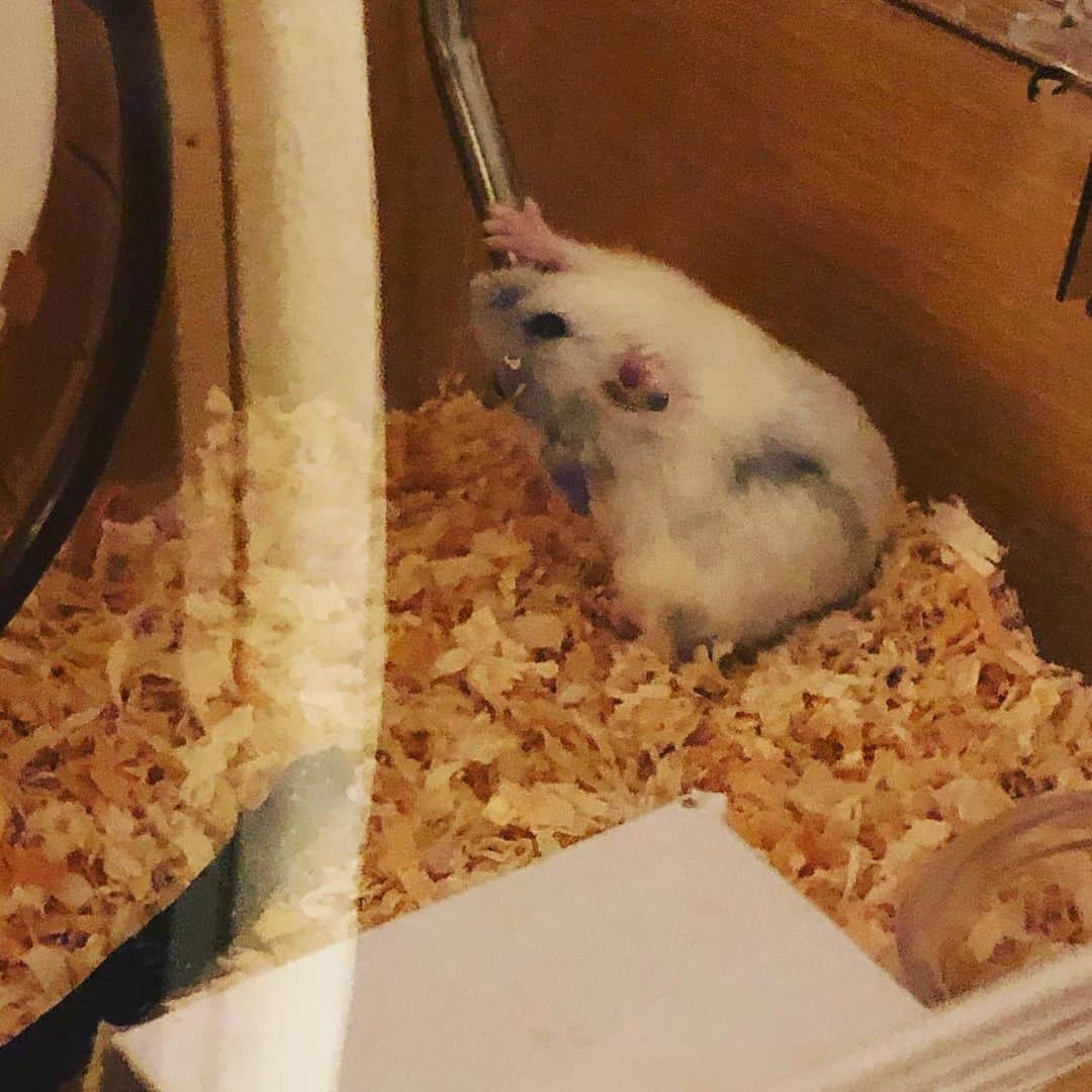 のインスタグラム：「家族♡ うるるくん🐹  たくさん飲んでる かわいぃー♡  #パールドワーフ」