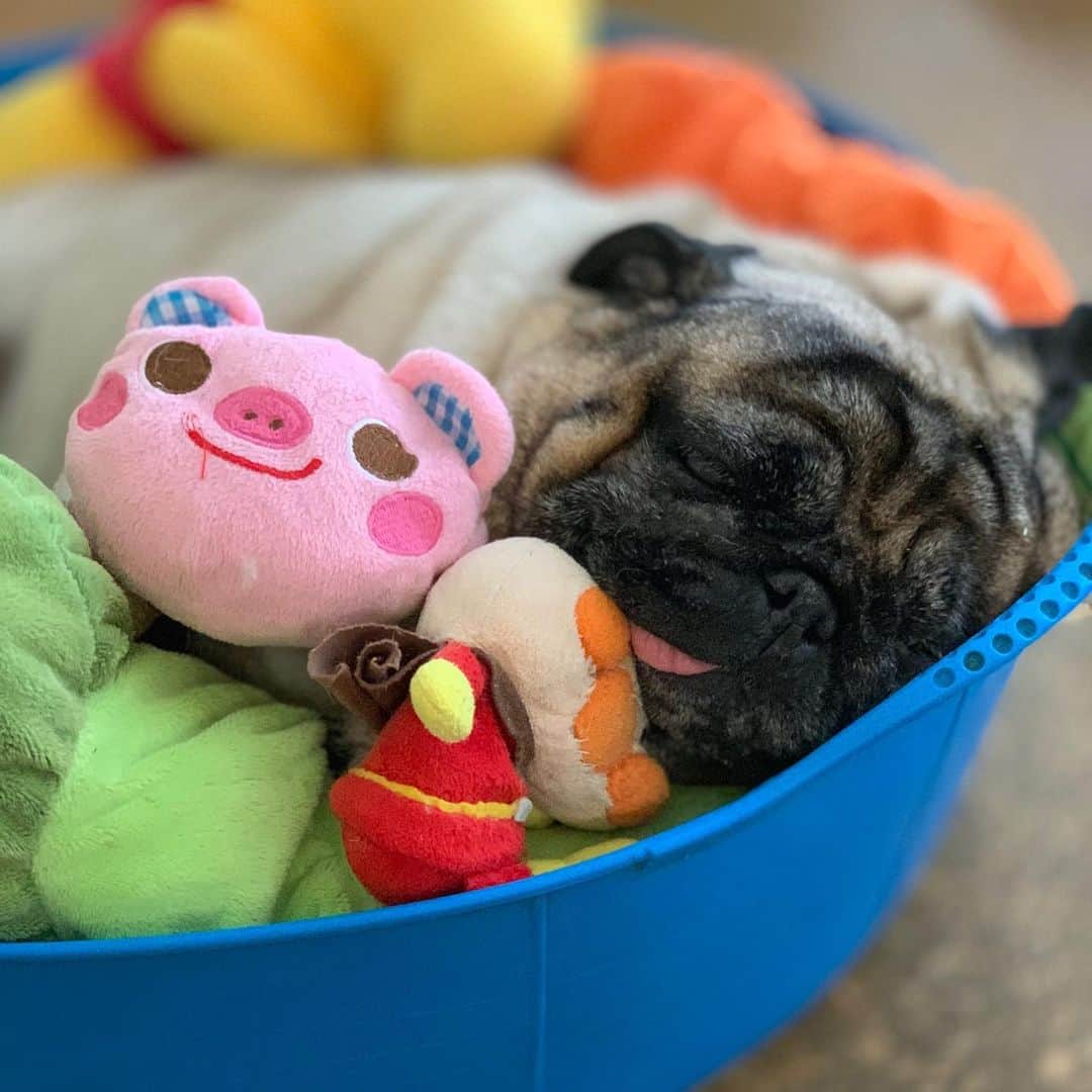 gontaのインスタグラム：「The rainy season is over but it's too hot to take a walk.😅🐖#keelyafternoontea #Gonta2#speakpug #smilingpugs #pugjapan #pug #love #pugsofinstagram #zerozeropug #pugshit #worldofpug」