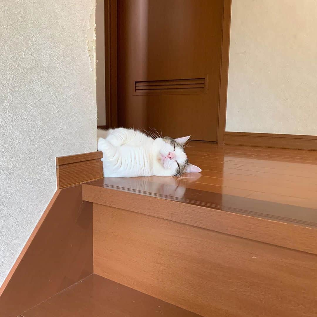 ひのき猫さんのインスタグラム写真 - (ひのき猫Instagram)「今日も落ちてる豆大福。  何を思って、いつもここに落ちてるのやら…  ・ ・ ・ #落ちてる猫 #豆大福 #かわいい猫 #ひのき猫 #猫部 #猫のいる生活 #にゃんすたぐらむ #cat #catstagram #cutecat」8月6日 14時10分 - hinoki.cute.kitten