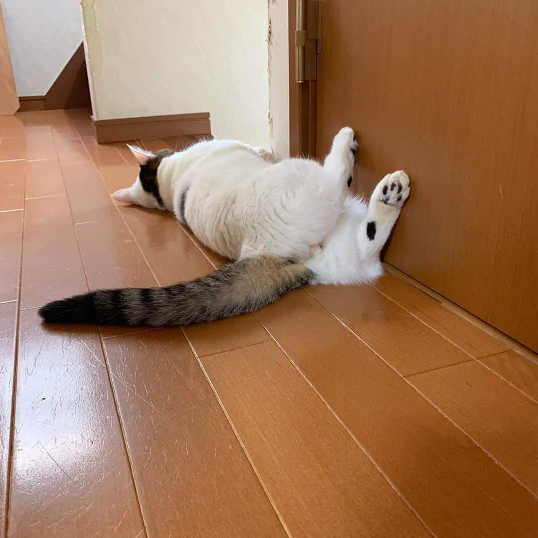 ひのき猫さんのインスタグラム写真 - (ひのき猫Instagram)「今日も落ちてる豆大福。  何を思って、いつもここに落ちてるのやら…  ・ ・ ・ #落ちてる猫 #豆大福 #かわいい猫 #ひのき猫 #猫部 #猫のいる生活 #にゃんすたぐらむ #cat #catstagram #cutecat」8月6日 14時10分 - hinoki.cute.kitten