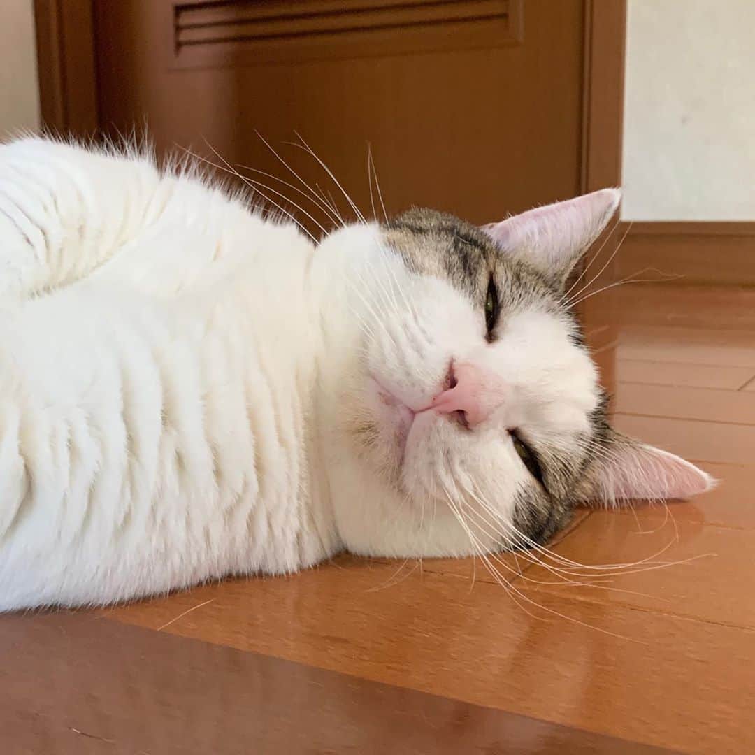 ひのき猫さんのインスタグラム写真 - (ひのき猫Instagram)「今日も落ちてる豆大福。  何を思って、いつもここに落ちてるのやら…  ・ ・ ・ #落ちてる猫 #豆大福 #かわいい猫 #ひのき猫 #猫部 #猫のいる生活 #にゃんすたぐらむ #cat #catstagram #cutecat」8月6日 14時10分 - hinoki.cute.kitten