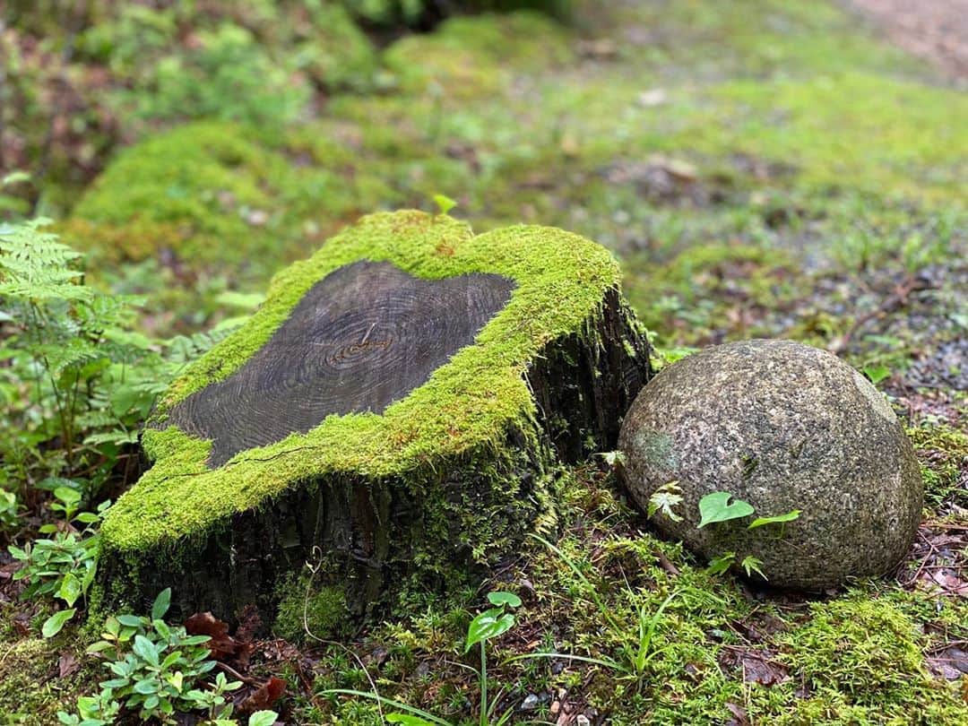 のインスタグラム：「スター⭐️とキノコ🍄 森の中のマリオ #切り株 #石」