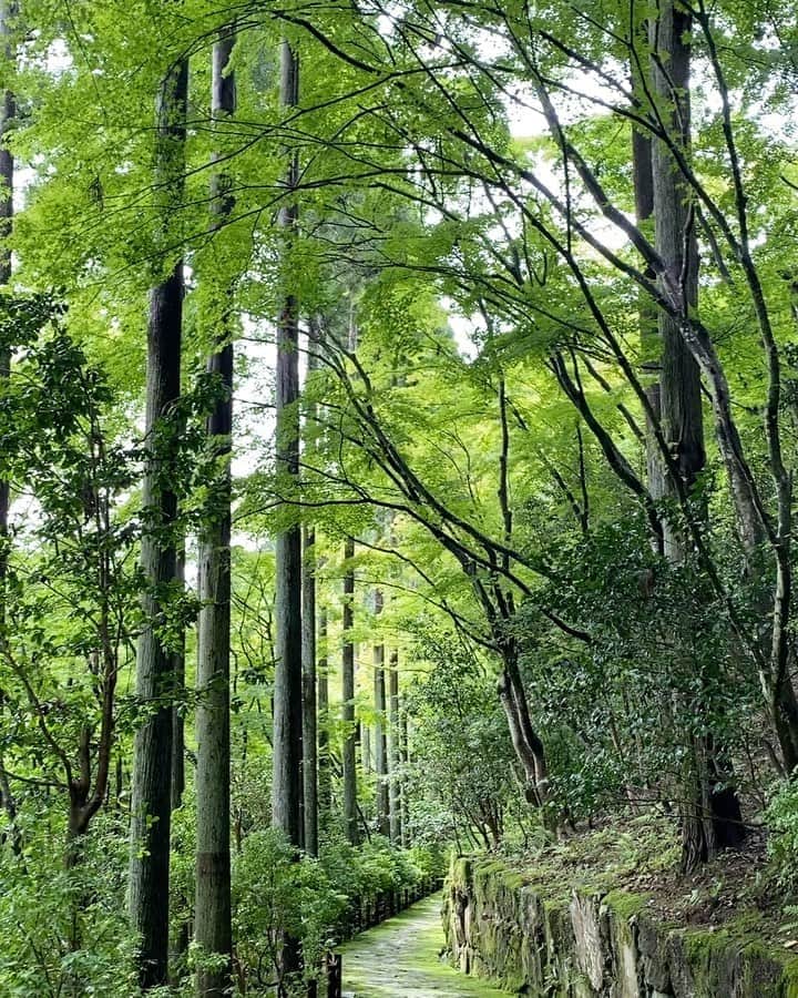 のインスタグラム：「心身共に癒される場所でした。  山が好きなら、蛇🐍くらい慣れないとな。😫 #amankyoto #苔を育ててみたい」