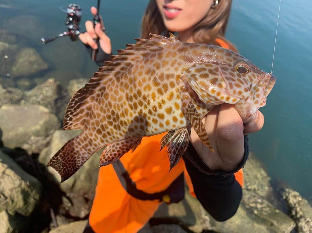 岡田万里奈さんのインスタグラム写真 - (岡田万里奈Instagram)「. . . . 【Tackle】 ◆rod: #LUXXE #宵姫天 S511FL-solid ◆reel: #SHIMANO #stradicci4 C2000S ◆lure: #reins #アジアダー #UVアカアミホロ #tict #アジスタ 1.5g . . . 自分への誕プレに購入した 宵姫天 S511FL-solidで ビックサイズのオオモンハタ！！！！ . 宵姫天×エステルラインが スリリングでドキドキでした😂 . 釣りの模様は、 近々YouTubeに上げるので是非観てね♡ . . . #ベイトはカワハギ #ライトゲーム #オオモンハタ #釣りバカ #釣り人 #釣りガール #釣り女子 #fishing #angler #fishinggirl #オカマリ #オカマリが釣ってきた」8月6日 14時49分 - lovendor_okamari