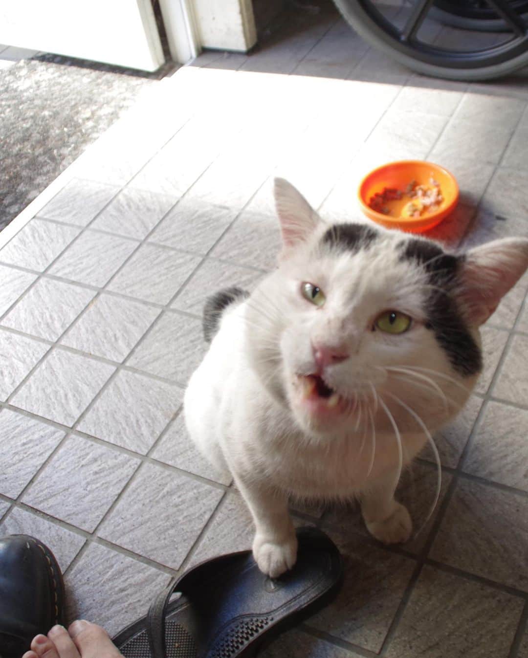 Kachimo Yoshimatsuさんのインスタグラム写真 - (Kachimo YoshimatsuInstagram)「一年前のナナクロ Nanakuro a year ago Photo:2019.08.06 3日ぶりにやってきた。 また耳の後ろ引っ掻いて傷になってる。 耳痒いんだろうな。 毎朝来てるかな？ とドア開けるのが楽しみになってる。  #うちの猫ら #ナナクロ #nanakuro #一年前のナナクロ #猫 #ねこ #cat #ネコ #catstagram #ネコ部 http://kachimo.exblog.jp」8月6日 14時51分 - kachimo