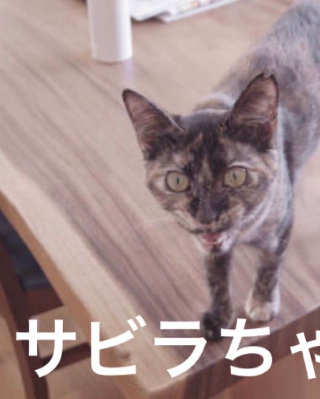 長与千種さんのインスタグラム写真 - (長与千種Instagram)「皆さま！覚えていらっしゃいますでしょうか？ 昨年…台風時期　大阪で 側溝で泥だらけの子猫を 保護しました！ あれから… 我がボランティアチーム 猫班の元で…体力回復や人の心に慣れていく訓練を経て この度、保護猫譲渡を開始する運びとかりました。 サビ猫の女の子チコとサビラ 暖かい家庭を… 暖かい幸せを 待っております。 猫欲しい　家族に！！とお考えの方々がいらっしゃったら 是非　宜しくお願い致します ↓  http://blog.livedoor.jp/nya_nya_train/archives/7010175.html?utm_source=blogreaderoa  拡散の程宜しくお願い致します。」8月6日 15時04分 - chigusanagayo