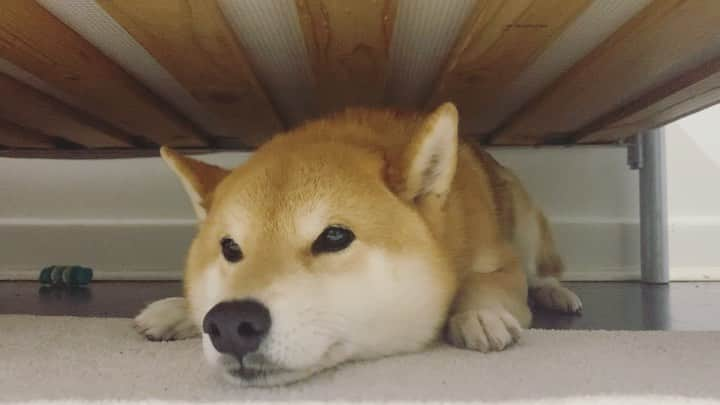 Shibainu Pontaのインスタグラム