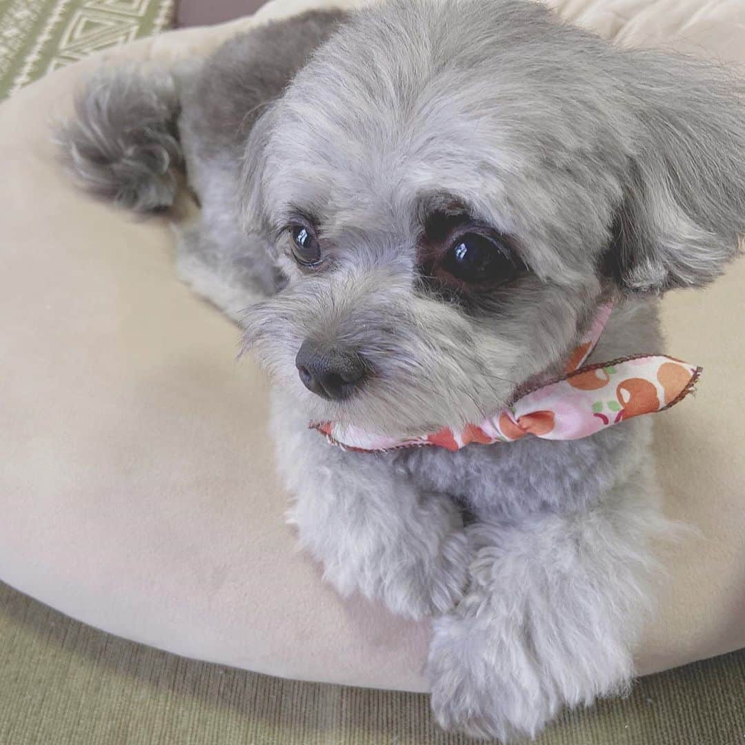 のインスタグラム：「︎︎︎︎︎☺︎ いつしかのはなちゃん🐕 かーわいっ #イヌスタグラム」