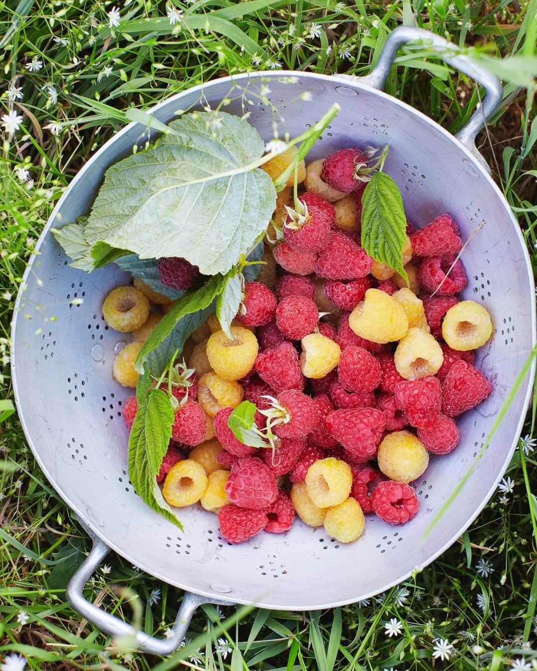 ジェイミー・オリヴァーさんのインスタグラム写真 - (ジェイミー・オリヴァーInstagram)「Raspberries!! One of my favourite fruits of summer. What about you???」8月6日 15時45分 - jamieoliver