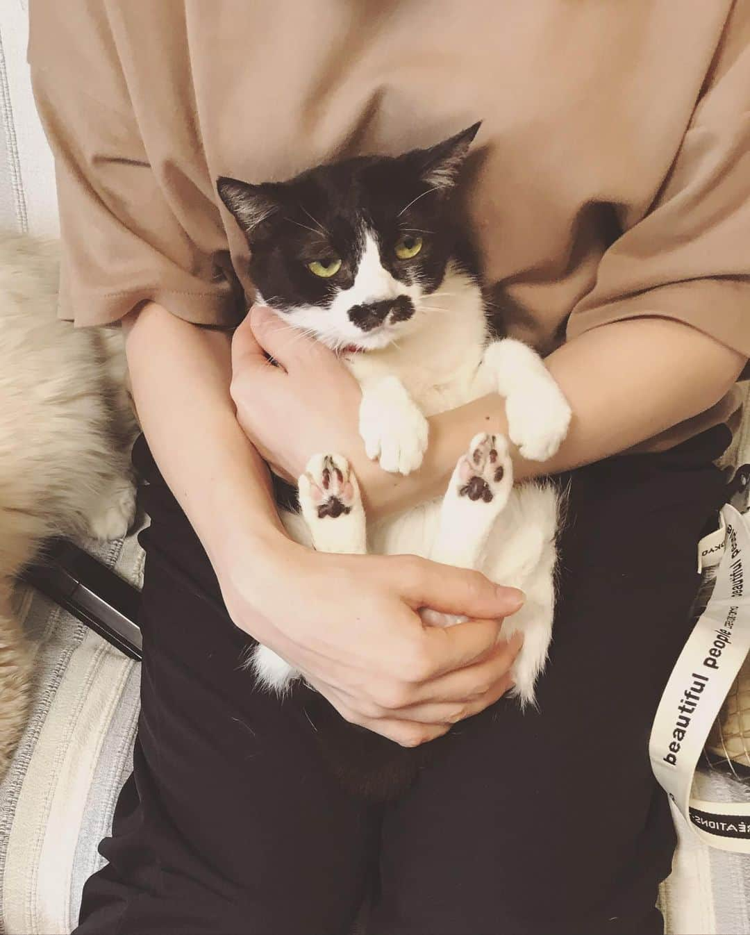 もじゃころさんのインスタグラム写真 - (もじゃころInstagram)「今日の #バングシー 🐶🐱 またあつ森のせいで水曜日すっぽかしてごめんね🥺 早く夢見公開したくてせっせと島クリに励んでます🥺どうしてもゲンジが欲しいんだけど、そのためにビンタかショコラちゃんを出さなきゃいけなくて本当に悩む😢 住民枠増やしてくれ〜！  今日もペッペはいい顔してる😂😂😂💕 #坂東玉隠しシャシャ丸  #チョッチュ具志コロペッペ  #あいちゃんの膝の上  #毎日が悪夢の水曜日」8月6日 16時00分 - mojyacoro96