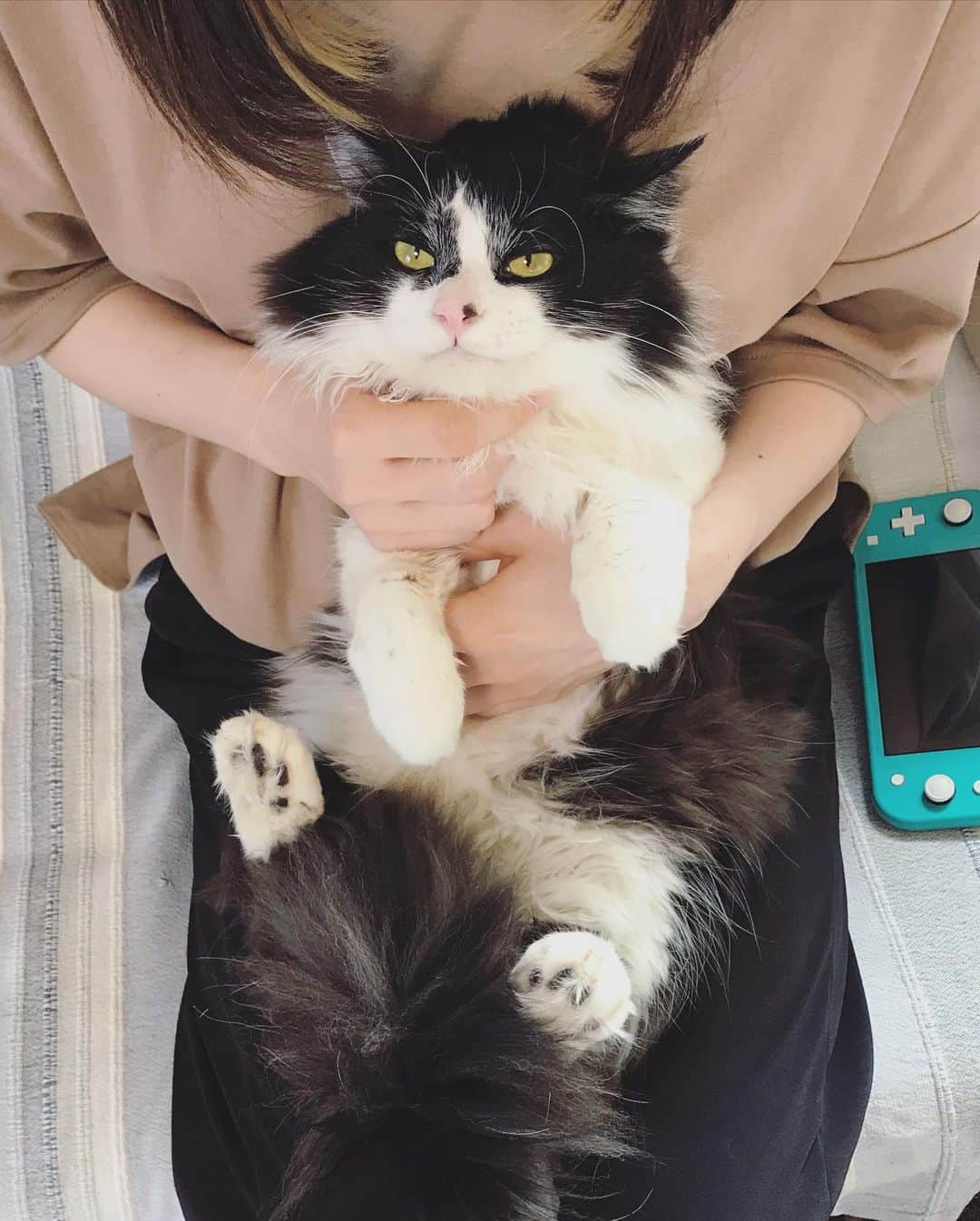 もじゃころのインスタグラム：「ばんどぅくんは今日玉剥奪前の健康チェックのため病院に行ってきました！ 健康状態良好で、体重はここ2ヶ月くらいは変わらず4.2キロのままでした…。←まさかここでストップってことないよね😨  手術日は8/19(水)のお昼頃、翌日にお家に帰ってきます！玉取るだけとはいえ無事帰ってくるまでは心配😢  「坂東玉隠しシャシャ丸」という名前もあと10日ちょい！まもなく「坂東玉無くしシャシャ丸」または「菅田将暉」に進化します🥺💕💕  ちなみに手術の前に坂東玉隠しシャシャ丸第一回生誕祭があるのでよかったら頭の片隅に😂 お誕生日は8/10(月)「ばんどぅの日」です😂😂😂   #坂東玉隠しシャシャ丸  #あいちゃんの膝の上」