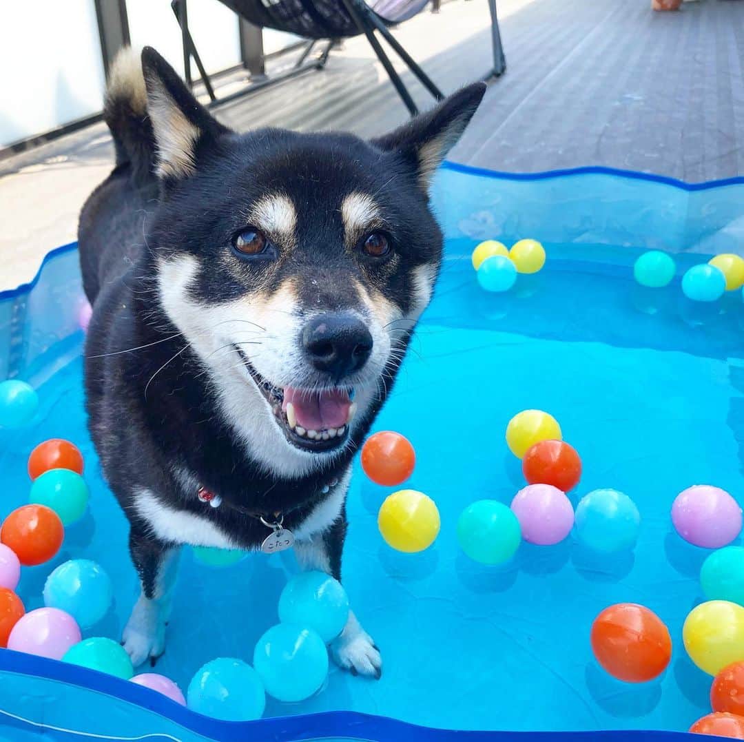 vo_coのインスタグラム：「🐾 真夏日が続くので、ようやくのこたちゃんプール開き 水を入れる音を聞かせても無反応だったけど、水鉄砲の音を聞かせたら飛んできたよ😂 ぼくの方は今夏の保育園のプールは全面中止になっちゃったけど、連休はおうちプールで遊ぼうね * #こたつさんのプール開き #こたつの水遊び #shibastagram #instashiba #shiba #shibainu #黒柴 #柴犬」