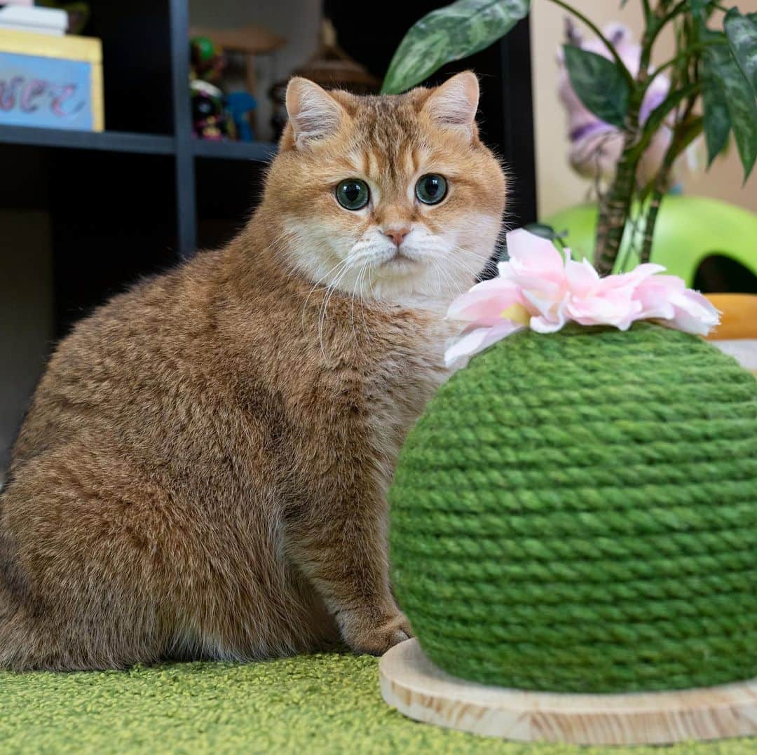 Hosicoさんのインスタグラム写真 - (HosicoInstagram)「I take care of my flowers 🌵🌸」8月6日 16時48分 - hosico_cat