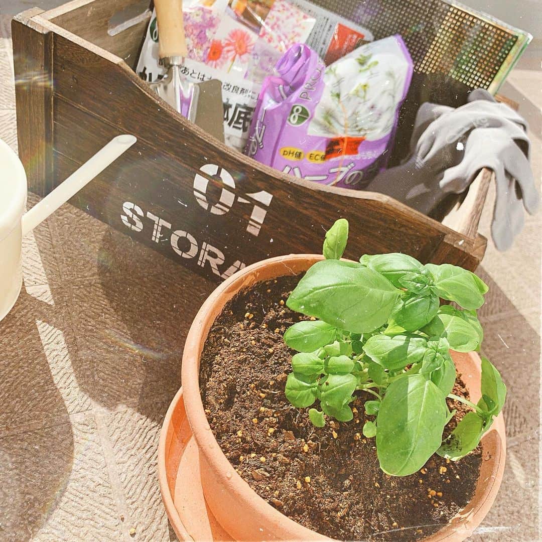 春咲ひなたのインスタグラム：「ベランダの友達🌱 引越しのタイミング的に、 バジル育てるには出遅れてるなーって思いながらも、 欲しいってなったら我慢出来ない性格なので購入🌱✨w . 夏の間にどこまで育って収穫できるかなー🧚🏻💛 . #ベランダガーデニング#ベランダ菜園#バジル#バジル栽培#みどりのある暮らし」