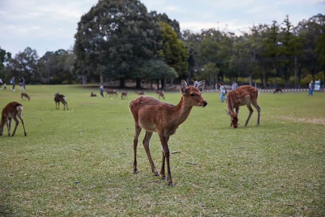 National Geographic Travelさんのインスタグラム写真 - (National Geographic TravelInstagram)「Photo by Matt Borowick @mborowick  Since I grew up outside of New York City in an area where deer were prevalent, seeing these beautiful animals was not new to me. But I have never been able to get this close without scaring them off. This was taken in Nara Park in Nara, Japan. Follow @mborowick for more pictures like this. #nara #urban #adventure #animals #Japan」8月6日 17時08分 - natgeotravel