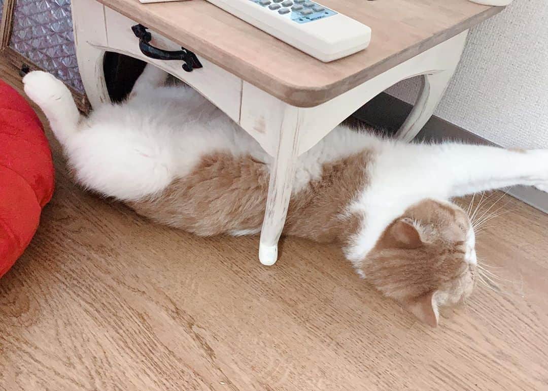 桜 稲垣早希さんのインスタグラム写真 - (桜 稲垣早希Instagram)「引っ越し10日ほどでお腹見せて寝れるくらいまで慣れてくれました。猫にとって引越しはかなりの苦痛だと思うので本当申し訳無いです。この家でたくさんくつろいでほしいです。 #エキゾチックショートヘア」8月6日 17時23分 - sakura_inagaki_saki