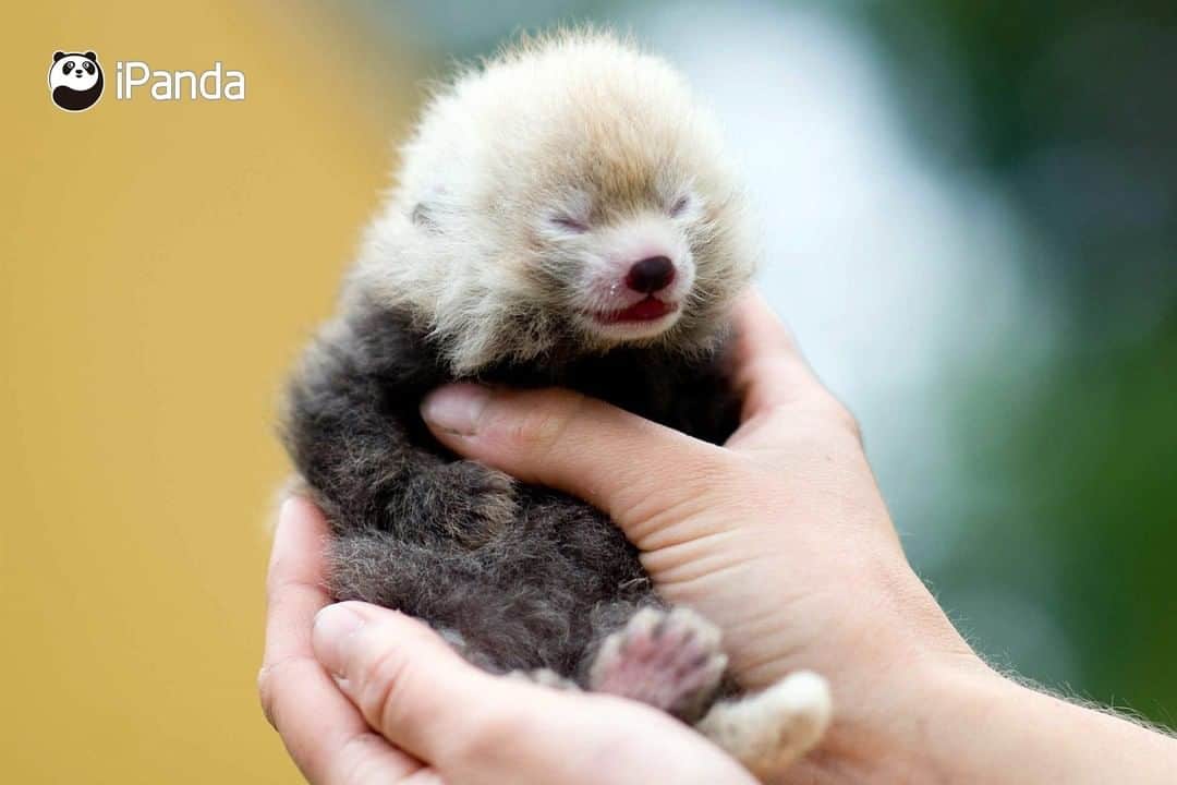 iPandaさんのインスタグラム写真 - (iPandaInstagram)「Is this the first time you see a baby red panda? Do you wanna hold this cutie in your palms too? 😘 😘 😘 #Panda #iPanda #Cute #PandaPic」8月6日 17時30分 - ipandachannel