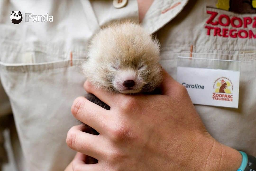 iPandaさんのインスタグラム写真 - (iPandaInstagram)「Is this the first time you see a baby red panda? Do you wanna hold this cutie in your palms too? 😘 😘 😘 #Panda #iPanda #Cute #PandaPic」8月6日 17時30分 - ipandachannel