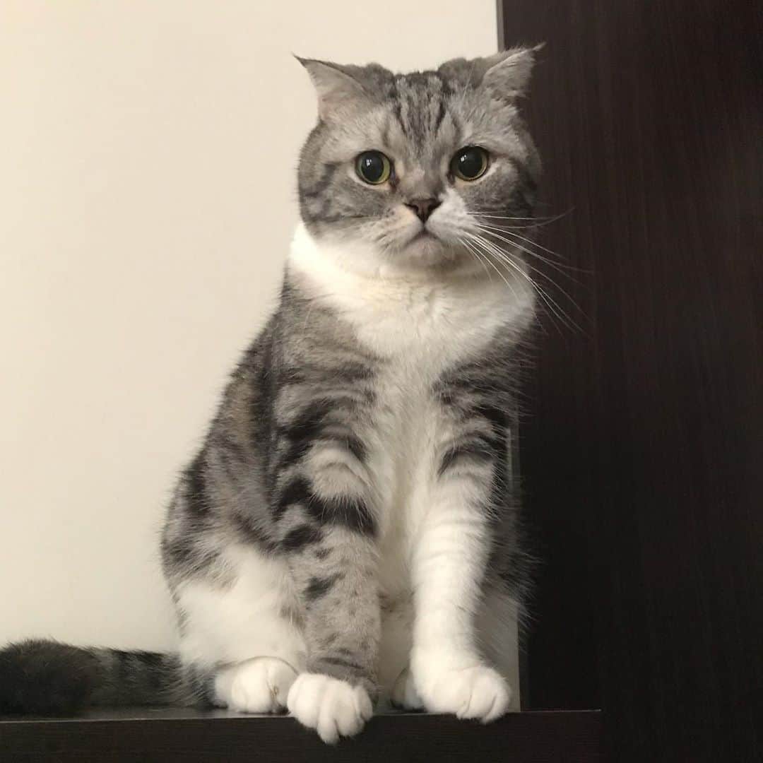 KATSUOのインスタグラム：「結局毛剃ってない . #cat #catstagram #catsofinstagram  #メイちん御用達のペットサロンはワンコ率高すぎてなかなか連れていけない #バリカン買うか？」