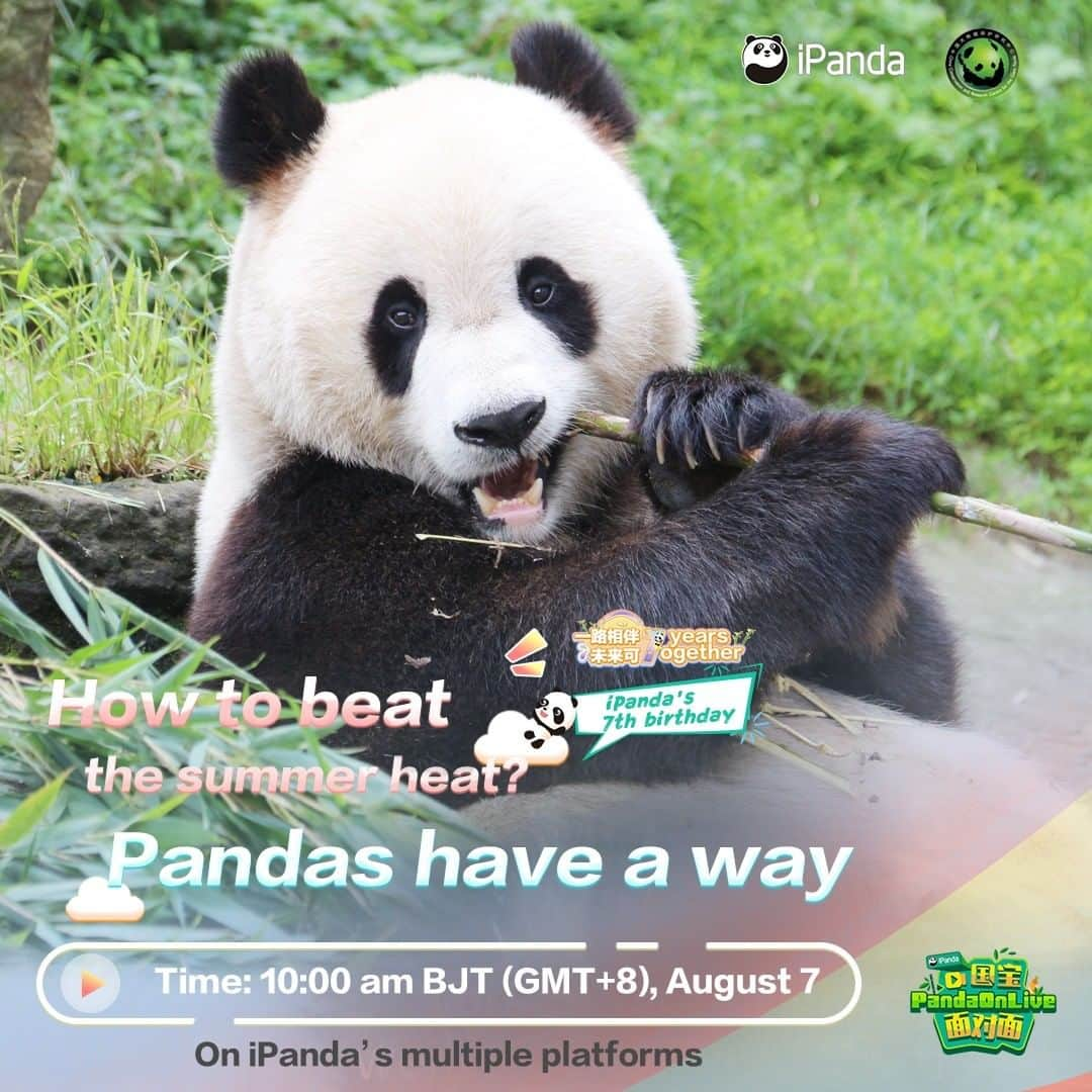 iPandaさんのインスタグラム写真 - (iPandaInstagram)「Live Preview: How do pandas survive the summer heat wave? iPanda's live on August 7, 10:00 BJT on Facebook reveals their effective ways of staying cool in summer! 🐼 🐼 🐼 #Panda #iPanda #Cute #FBLive #iPandaBday #CCRCGP」8月6日 17時34分 - ipandachannel