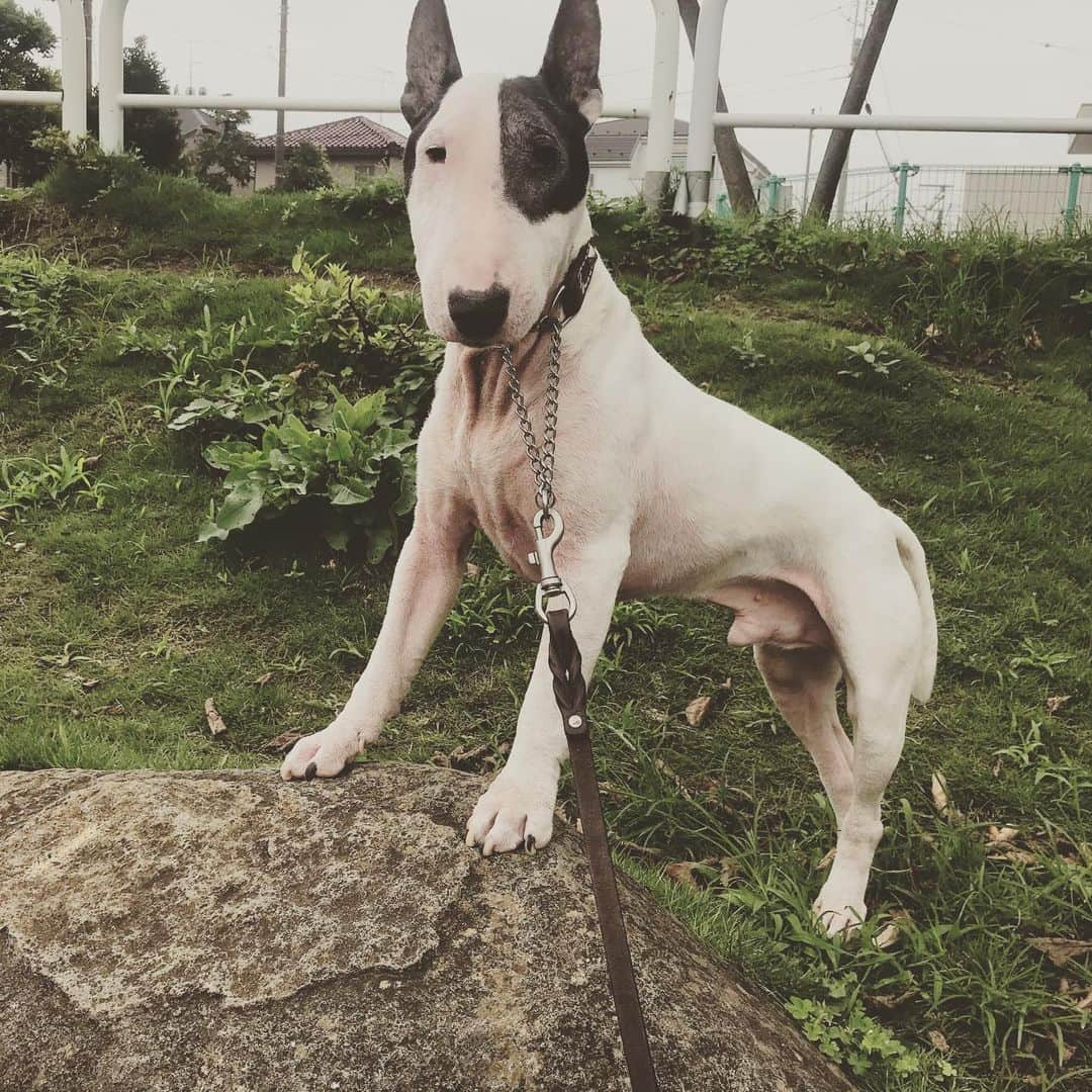 Q太郎さんのインスタグラム写真 - (Q太郎Instagram)「#minituru#bull#terrier#minibullterrier#miniturubullterrier#dog#dogstagram#cute#qtaro#love#family#ミニチュア#ブルテリア#ミニチュアブルテリア#Q太郎」8月6日 17時42分 - qtaro.jun