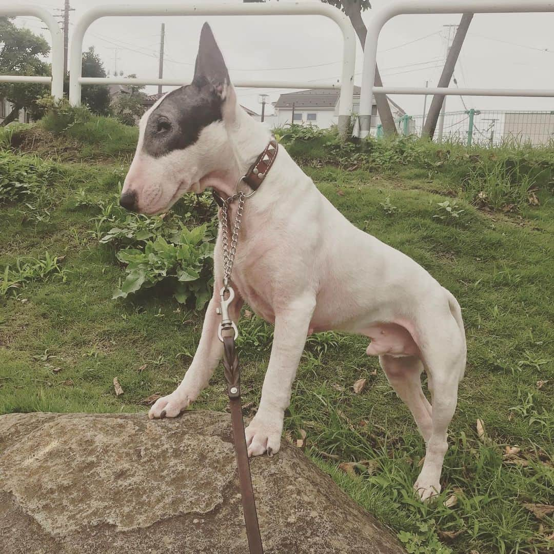 Q太郎さんのインスタグラム写真 - (Q太郎Instagram)「#minituru#bull#terrier#minibullterrier#miniturubullterrier#dog#dogstagram#cute#qtaro#love#family#ミニチュア#ブルテリア#ミニチュアブルテリア#Q太郎」8月6日 17時42分 - qtaro.jun