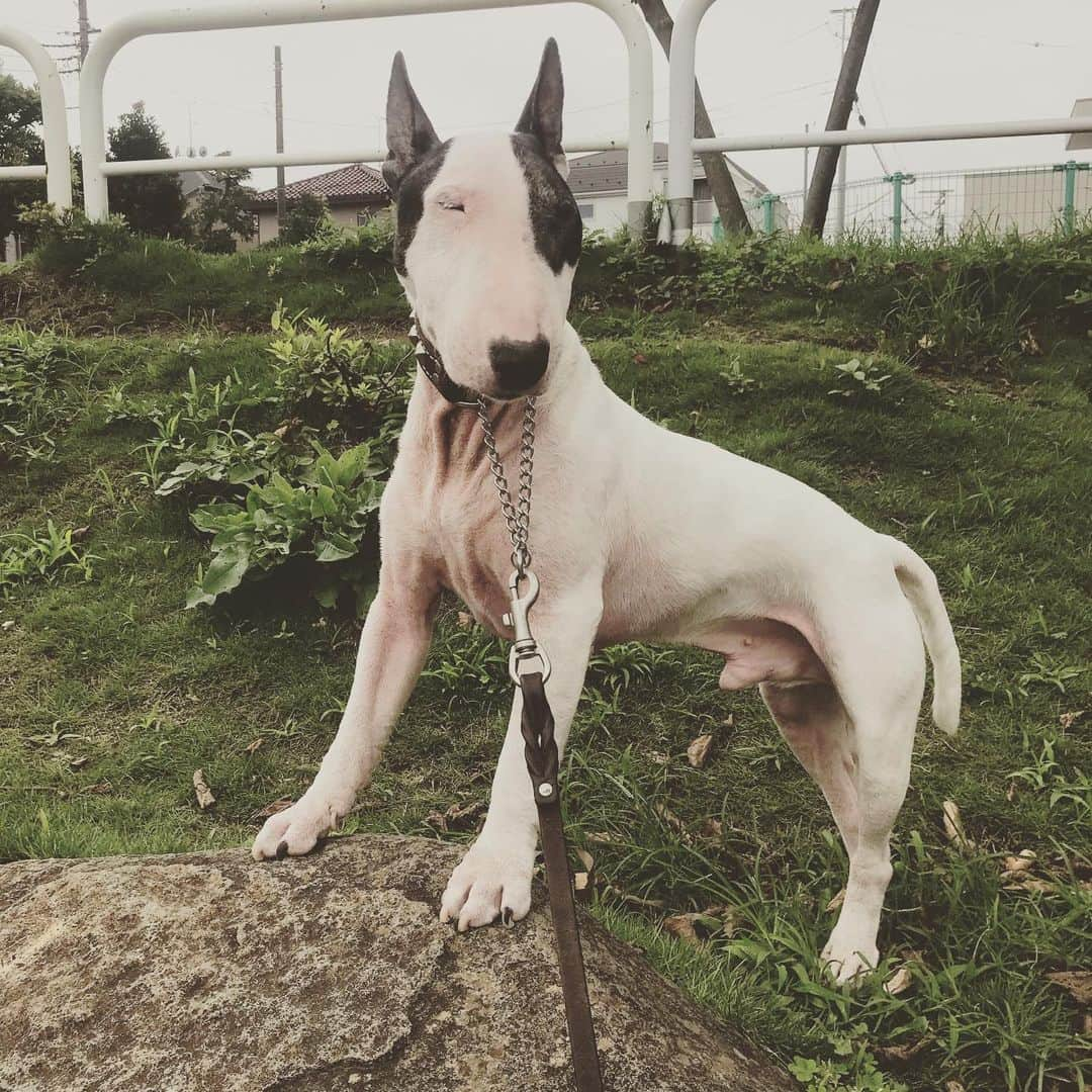 Q太郎さんのインスタグラム写真 - (Q太郎Instagram)「#minituru#bull#terrier#minibullterrier#miniturubullterrier#dog#dogstagram#cute#qtaro#love#family#ミニチュア#ブルテリア#ミニチュアブルテリア#Q太郎」8月6日 17時42分 - qtaro.jun