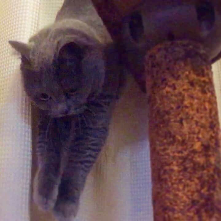 チキン南蛮カレーのルウ王子のグルメインスタ