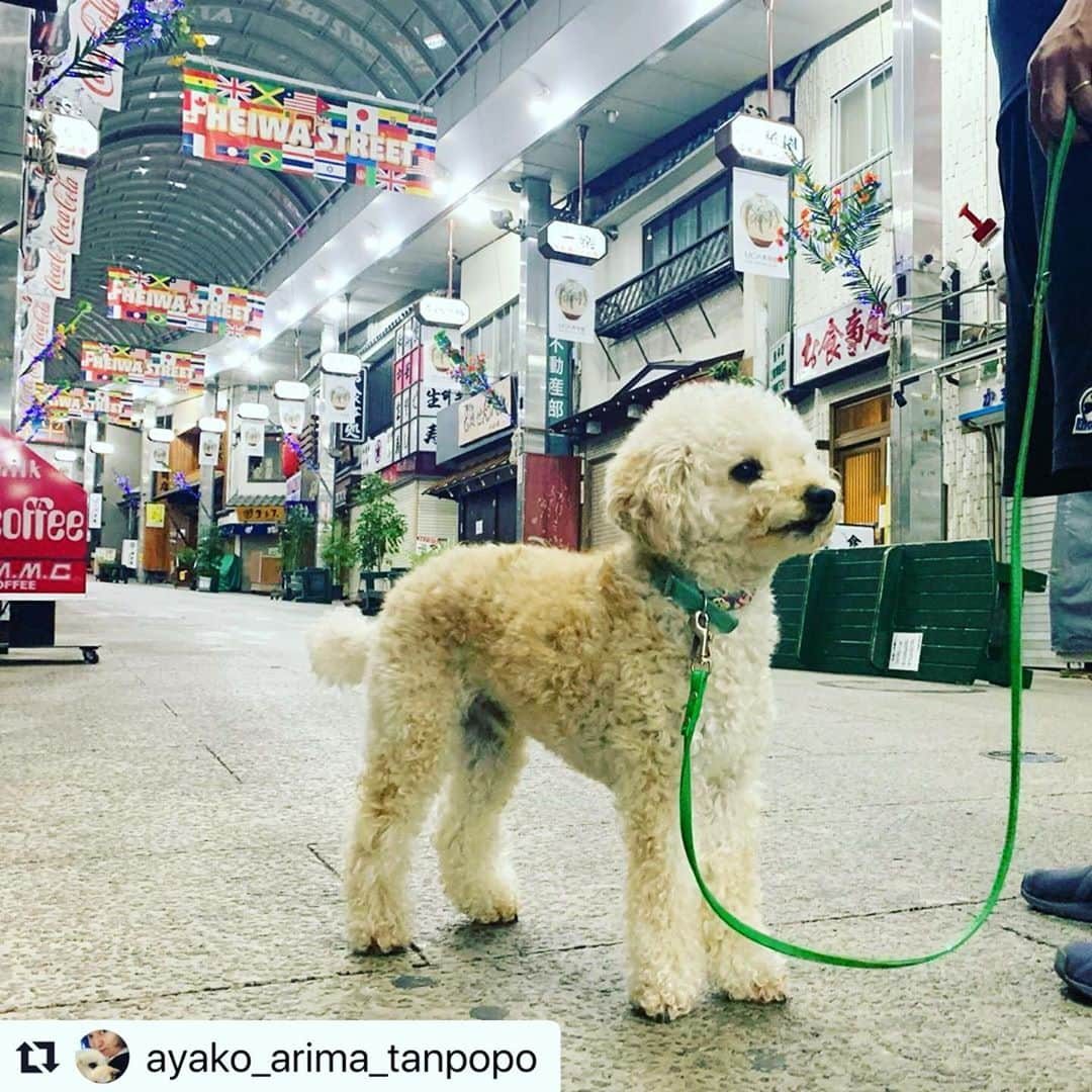 熱海市さんのインスタグラム写真 - (熱海市Instagram)「かわいいわんちゃん😍  #ステキな写真をありがとうございます #熱海をお散歩 #平和通り商店街  #わたしの熱海 #わたしの熱海写真投稿  #泉地区 #網代地区 の写真もお願いします🙇‍♀️ #たくさんの写真お待ちしてます #熱海市暮らしの便利帳の写真を募集してます  #熱海市暮らしの便利帳   #Repost @ayako_arima_tanpopo with @make_repost ・・・ ヨルサンポナノ #たんぽぽ　#トイプードル　#アプリコット　#熱海　#熱海市　#熱海移住　#熱海駅前　#平和通り名店街  #自粛　#人が居ない　#もうすぐ賑やかになるかな　#ちょっと大きめ　#わたしの熱海写真投稿」8月6日 18時00分 - atami_official