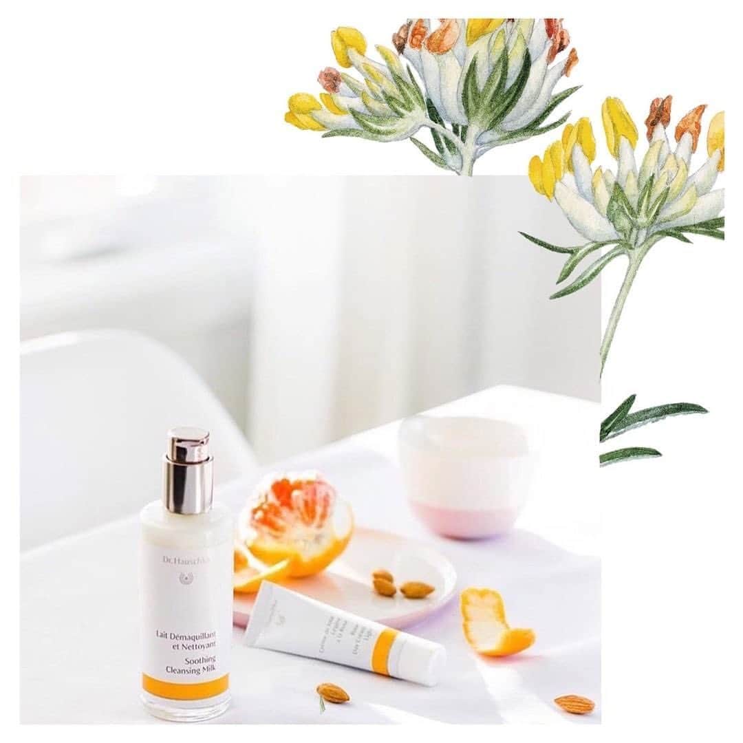 Dr. Hauschka Japan ドクターハウシュカのインスタグラム：「. . Dr.ハウシュカのスキンケアのキープランツは⁠ アンチリスブルネラリア。⁠⠀黄色いシロツメクサの様な可憐な姿ですが、⁠厳しい環境でもたくましく育つ環境適応能力の⁠高い植物です。スキンケアやボディケアの多くの⁠アイテムに配合されています。⁠⠀ .⁠⠀ .⁠⠀ 昔からヨーロッパでは、いろんなトラブルを⁠ケアする薬効植物でした。⁠この特性に目をつけたハウシュカ博士が⁠⠀スキンケアシリーズのキープランツ⁠としてこの植物に着目しました。⁠⠀ .⁠⠀ .⁠⠀ 製品本体の帯カラーもアンチリスブルネラリア⁠のお花をイメージしています。 .⁠⠀ .⁠⠀ 公式オンラインショップ限定のしっかり試せる⁠スキンケアキットの日本限定パッケージも⁠⠀アンチリスブルネラリアの色を基調に⁠⠀デザインいたしました。 （2枚目画像）⁠⠀ ⁠⠀ 使い続けるごとにお肌が自らうるおってゆく、 ⁠スキンケアシリーズを是非お試しください。⁠⠀ .⁠⠀ .⁠⠀  #Drハウシュカ#ドクターハウシュカ#ナチュラルコスメ#オーガニックコスメ#スキンケア#オーガニックスキンケア#敏感肌#おこもり美容#ゆらぎ肌#肌に優しい#ノーファンデ #ご自愛コスメ#在宅コスメ#おうち時間#肌質改善#肌荒れ#トライアル#トライアルキット#お試し#スキンケア難民#スキンケア大事#スキンケア#スキンケア好きさんと繋がりたい#サステナビリティ#美肌#すっぴん肌#透明感#トラベルサイズ#オーガニック#オーガニックコスメ好きな人と繋がりたい⁠」