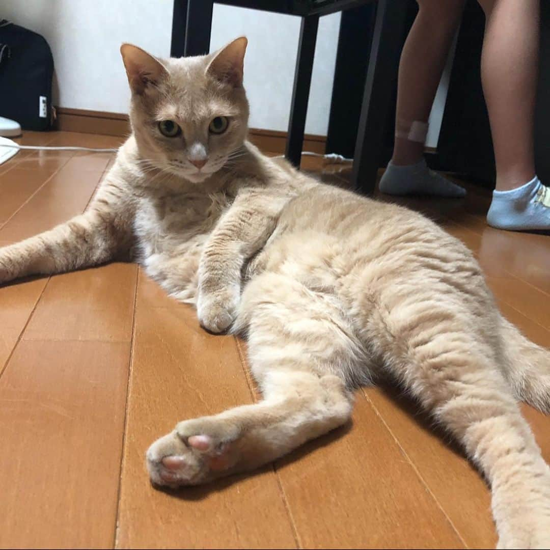 ひのき猫さんのインスタグラム写真 - (ひのき猫Instagram)「ひのきのセクシーショット❣️  グラビアアイドルも顔負けです(笑)  ・ ・ ・ #ひのき #セクシーショット #かわいい猫 #猫部 #猫のいる生活 #にゃゆすたぐらむ #cat #catstagram #cutecat #ひのき猫」8月6日 18時55分 - hinoki.cute.kitten