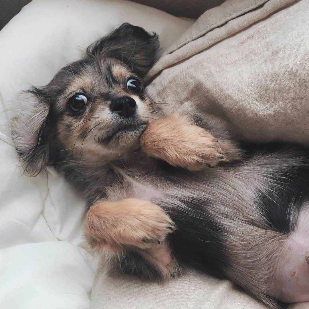 長坂 睦生のインスタグラム：「癒しすぎなんだが #チワックス #ミックス犬 #いぬすたぐらむ #犬のいる暮らし」