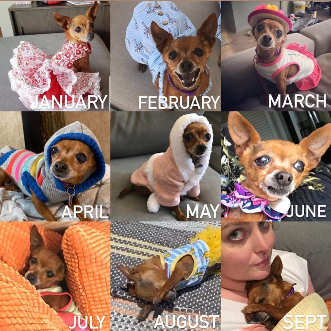 ローレン・アッシュさんのインスタグラム写真 - (ローレン・アッシュInstagram)「#2020challenge PEACHES STYLE!!!!  (Note: she is the happiest dog I know, especially during quarantine, this was just for fun using a bunch of old pics) #adoptdontshop #rescuedogsofinstagram #rescueisthebestbreed #rescueismyfavoritebreed #chihuahuasofinstagram #chihuahua #rescuechihuahua」8月7日 5時57分 - laurenelizabethash