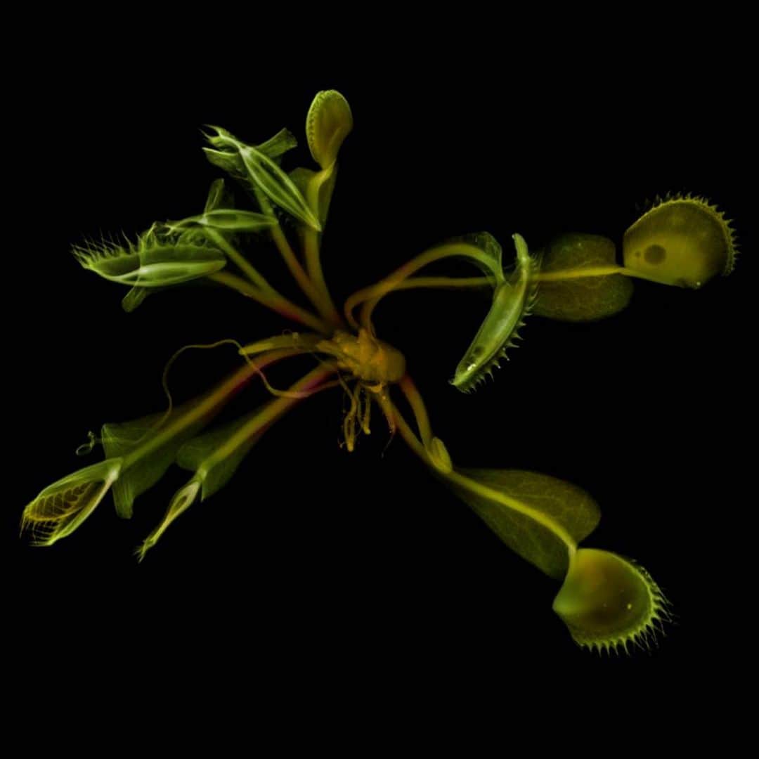 東信さんのインスタグラム写真 - (東信Instagram)「X-ray Flowers #amkk #amkkproject #makotoazuma #azumamakoto #東信花樹研究所 #東信 #jardinsdesfleurs #shiinokishunsuke #flowerart #flower #flowers」8月7日 4時41分 - azumamakoto
