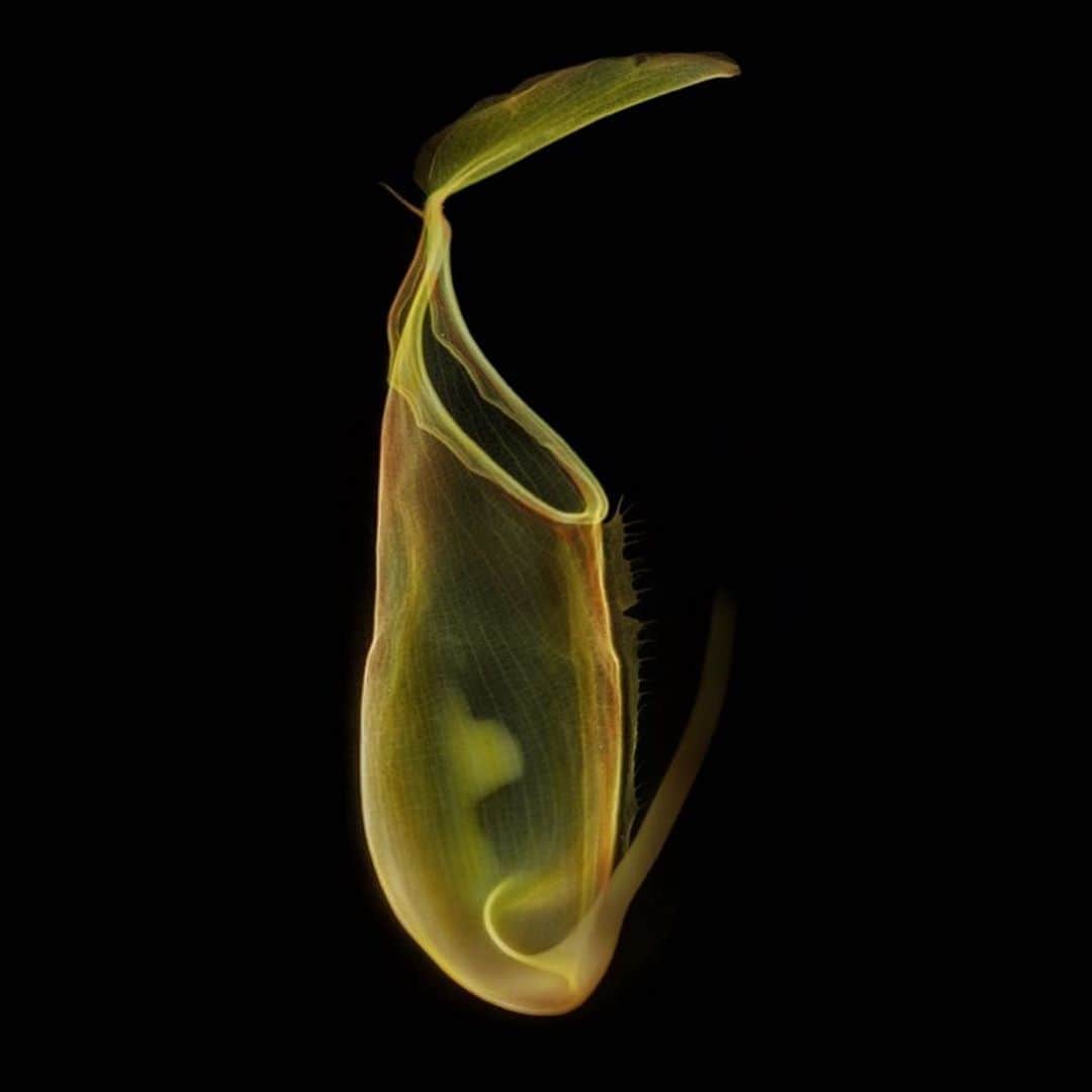 のインスタグラム：「X-ray Flowers #amkk #amkkproject #makotoazuma #azumamakoto #東信花樹研究所 #東信 #jardinsdesfleurs #shiinokishunsuke #flowerart #flower #flowers」