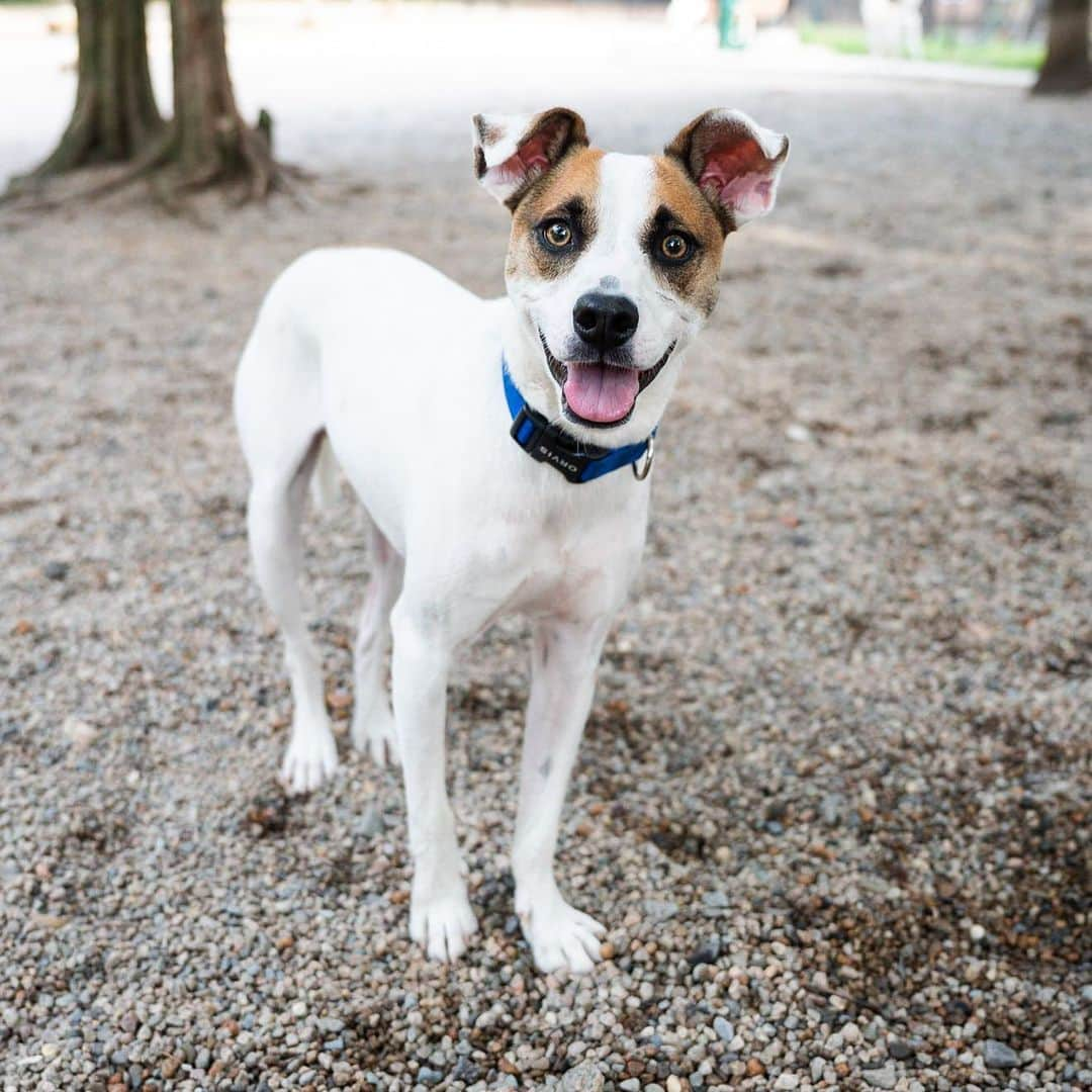 The Dogistさんのインスタグラム写真 - (The DogistInstagram)「Augie, Sato mix (1 y/o), Falmouth Dog Park, Falmouth, MA • “He starts talking to us when he wants to go out.” A rescue via @buddydoghumane」8月7日 4時50分 - thedogist